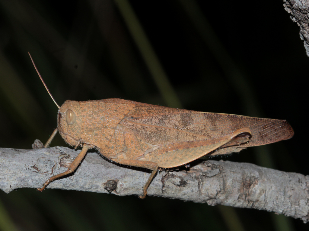 Acridoderes laevigatus