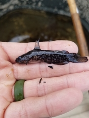 Ameiurus serracanthus