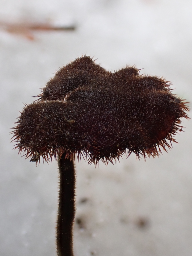 Auriscalpium vulgare · February 2026 · photo: © niob (iNaturalist, cc-by-nc)