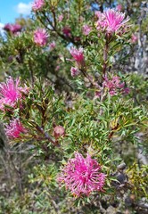 Isopogon dubius