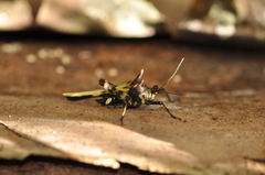 Holocerus devriesei