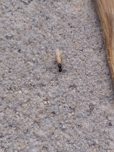 iNaturalist observation photo of Camponotus sansabeanus