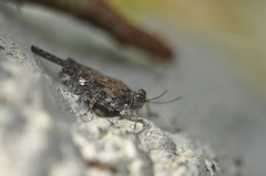 Pseudosystolederus sikorai