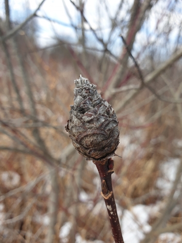 Unknown species found near Danby, NY 14850, USA