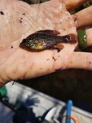 Enneacanthus gloriosus