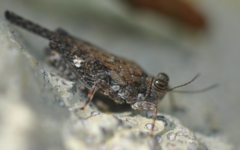 Pseudosystolederus sikorai