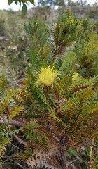 Banksia armata
