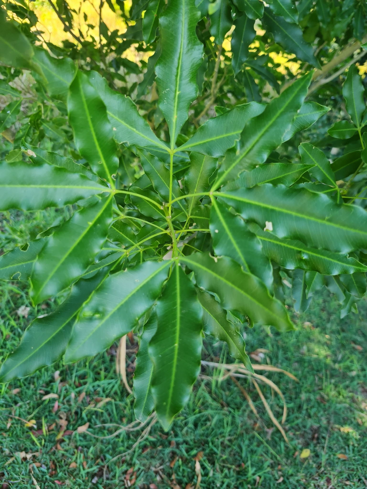 Imagem de Vepris lanceolata