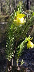 Pimelea suaveolens