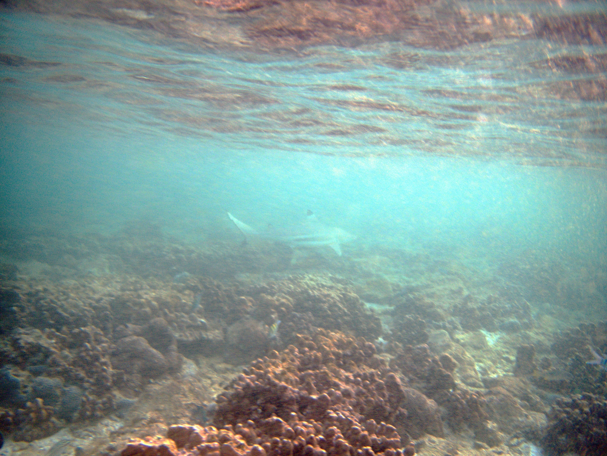 Carcharhinus melanopterus