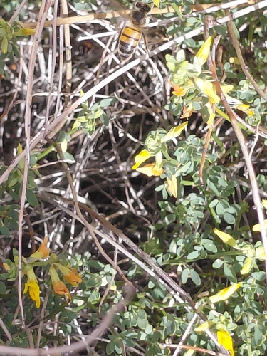 iNaturalist observation photo of Western Honey Bee