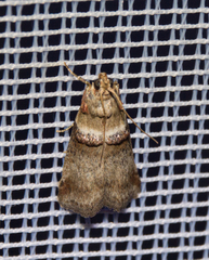 Acrobasis tumidana