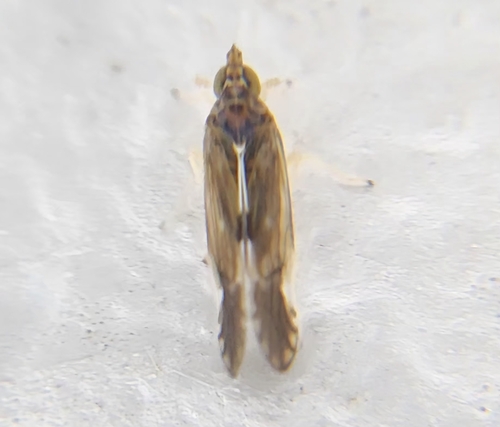 Sardia rostrata, 2026-02-28