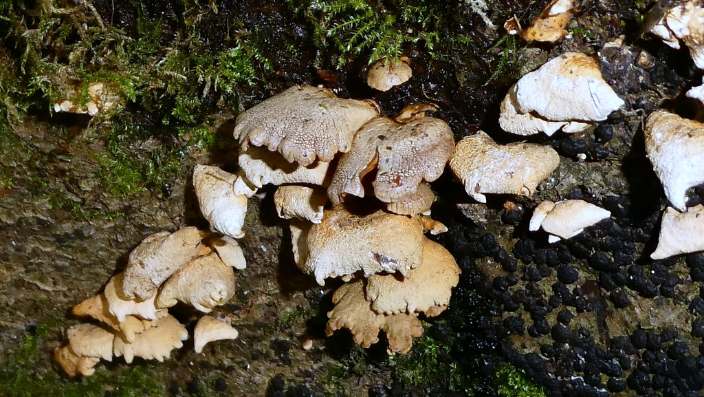 Panellus stipticus · February 2026 · photo: © patricklm35 (iNaturalist, cc0)