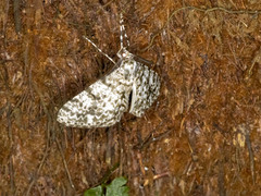 Thallogama corticola