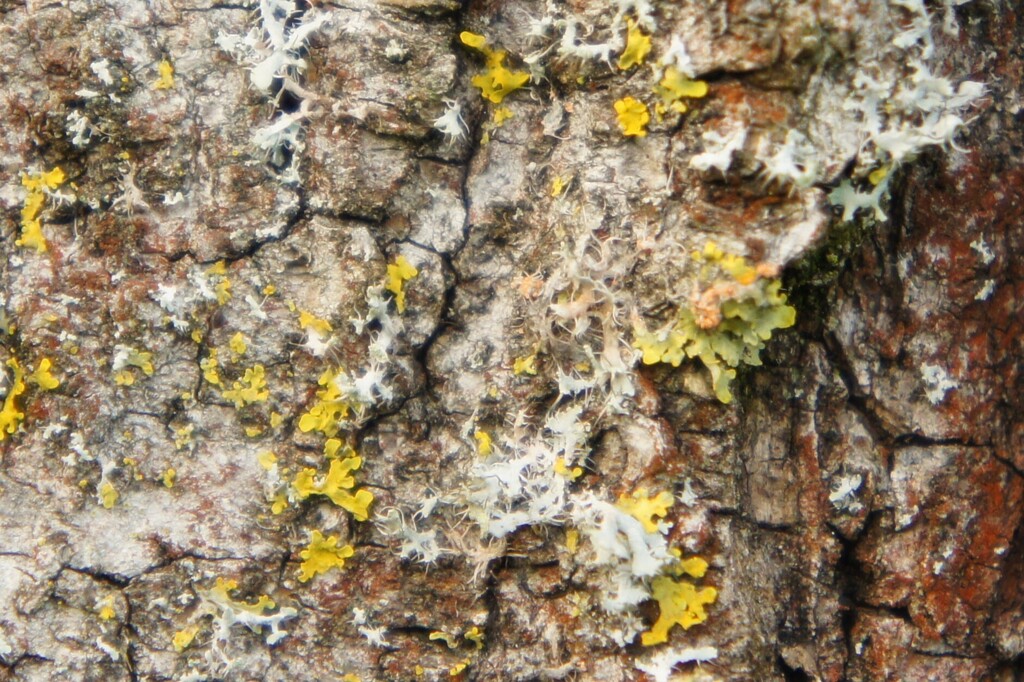 Erythricium aurantiacum · February 2026 · photo: © alexswift (iNaturalist, cc-by)