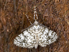 Thallogama corticola