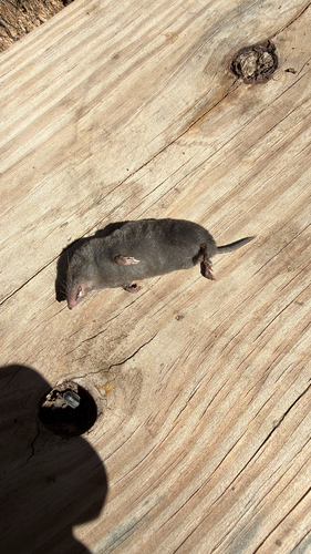 Northern Short-tailed Shrew observed by buckcox