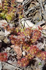 Drosera stolonifera