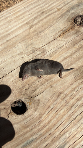 Northern Short-tailed Shrew observed by buckcox