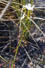 Drosera pallida