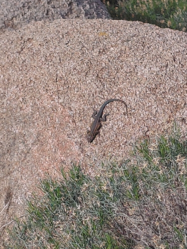iNaturalist observation photo of Western Side-blotched Lizard
