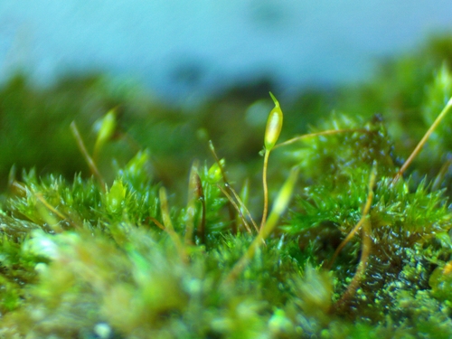 Sematophyllum adnatum observed 2026-02-20