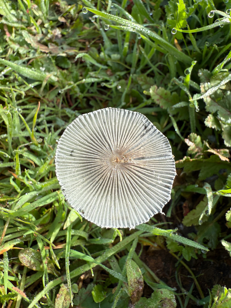 Coprinopsis lagopus · February 2026 · photo: © rachelleaf (iNaturalist, cc-by)