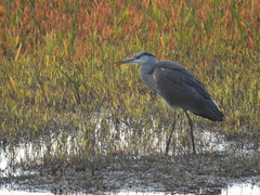 Ardea cinerea