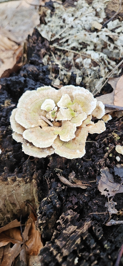 Trametes hirsuta · February 2026 · photo: © run4 (iNaturalist, cc-by)
