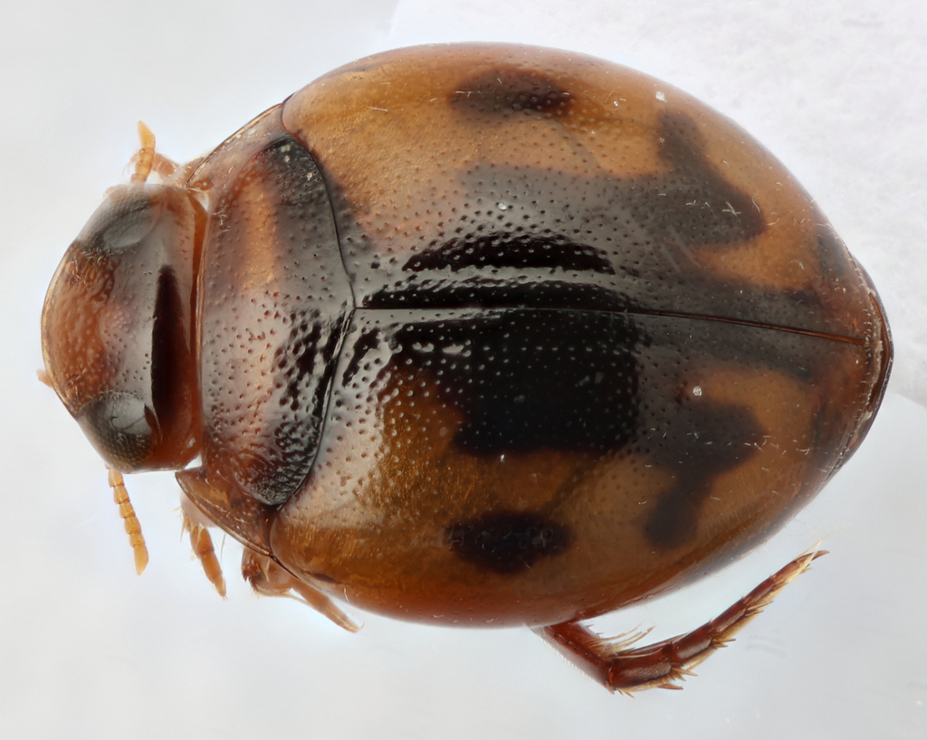Desmopachria mexicana