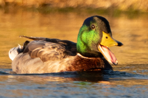 Mallard photographed in Arizona