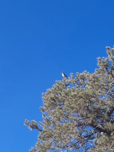 iNaturalist observation photo of California Scrub-Jay
