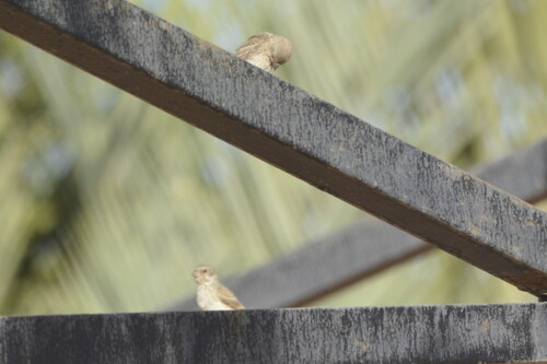 White-rumped Seedeater (Crithagra leucopygia), photo 3