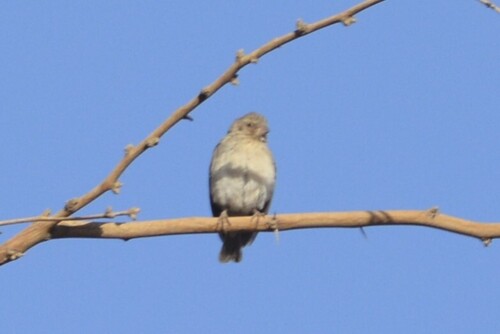 White-rumped Seedeater (Crithagra leucopygia), photo 7