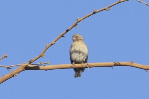 White-rumped Seedeater (Crithagra leucopygia), photo 3
