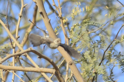White-rumped Seedeater (Crithagra leucopygia), photo 8