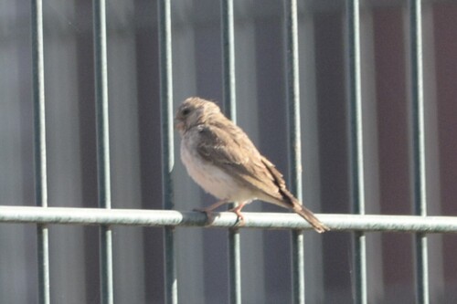 White-rumped Seedeater (Crithagra leucopygia), photo 5
