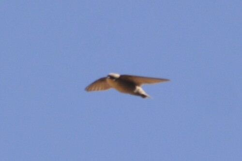 Pale Crag Martin (Ptyonoprogne obsoleta), photo 4