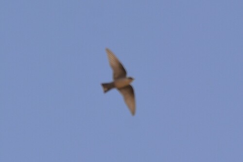 Pale Crag Martin (Ptyonoprogne obsoleta), photo 3