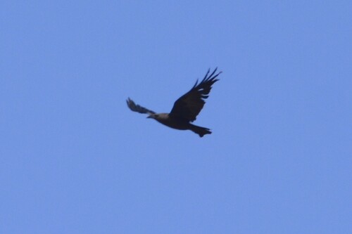Brown-necked Raven (Corvus ruficollis), photo 6