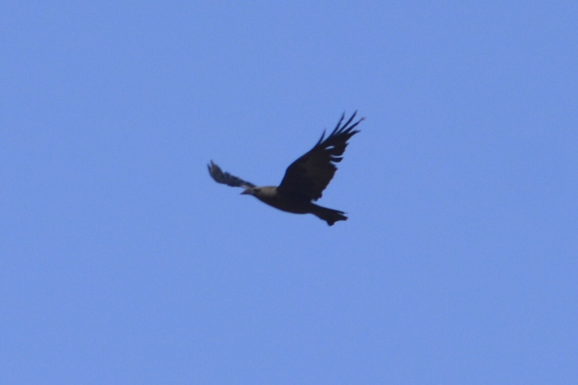 Brown-necked Raven (Corvus ruficollis), photo 9