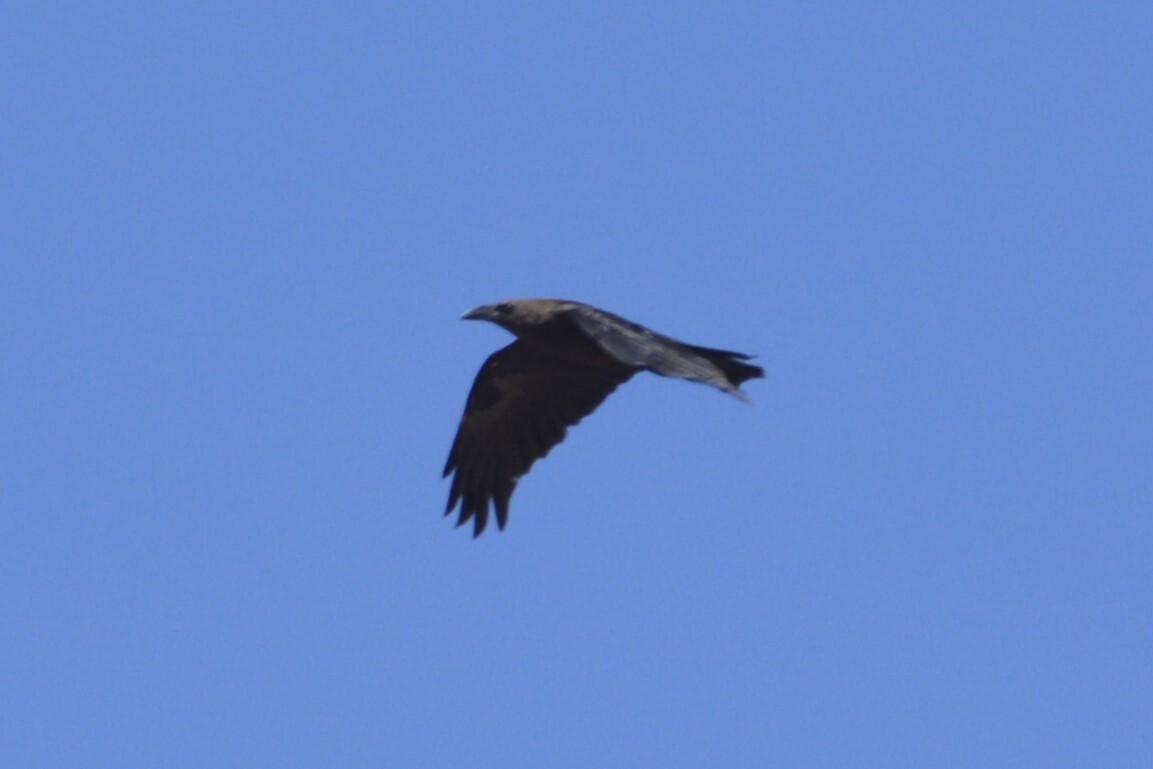 Brown-necked Raven (Corvus ruficollis), photo 8