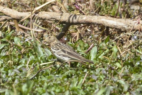 Red-throated Pipit (Anthus cervinus), photo 6