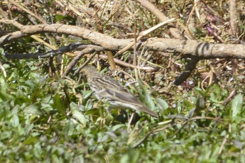 Red-throated Pipit (Anthus cervinus), photo 7