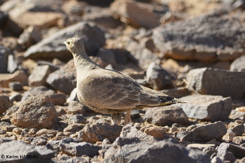 Lichtenstein's Sandgrouse (Pterocles lichtensteinii), photo 4