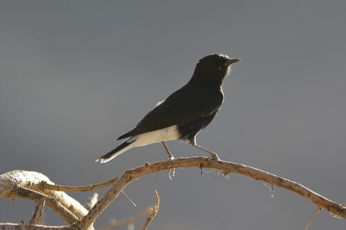 White-crowned Wheatear (Oenanthe leucopyga), photo 4