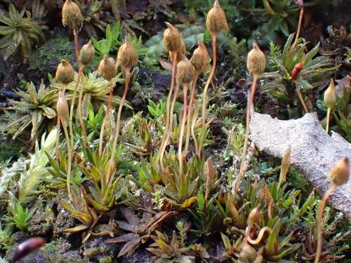 Pogonatum nanum observed 2026-02-28