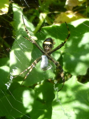Argiope argentata