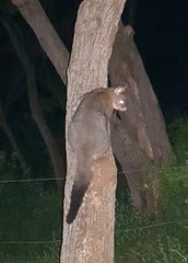 Trichosurus vulpecula hypoleucus